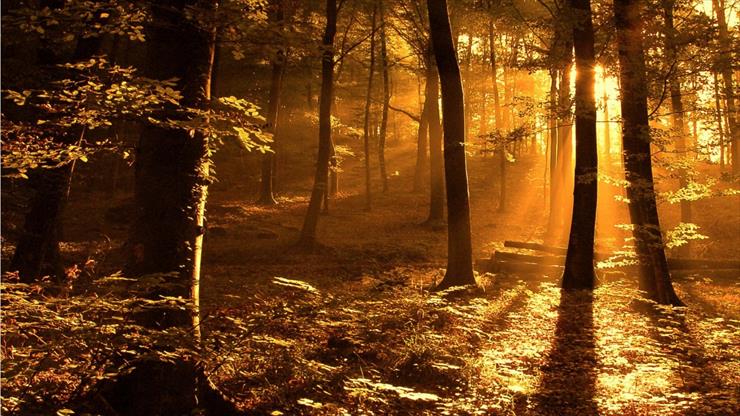 300 Full HD Best Nature Wallpapers 1920x1080p - sunrays_in_the_woods-1366x768.jpg