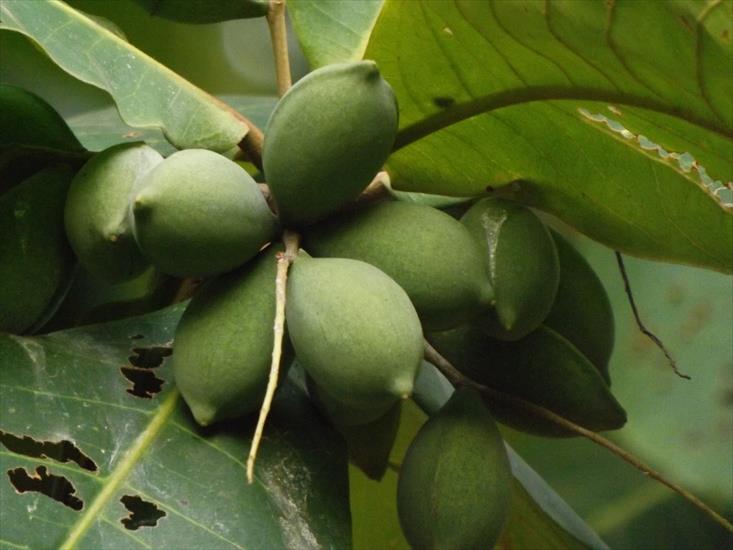Mauritius - Terminalia catappa, indian almond, migdałecznik właściwy.jpeg