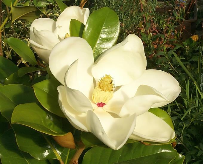 Magnolie  - magnolia_wielkokwiatowa.jpg