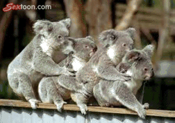 Filmiki z humorkiem - 4_koala.gif