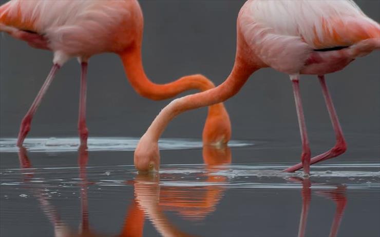 flamingi - flamingi.jpg